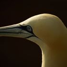 Basstölpel Portrait 