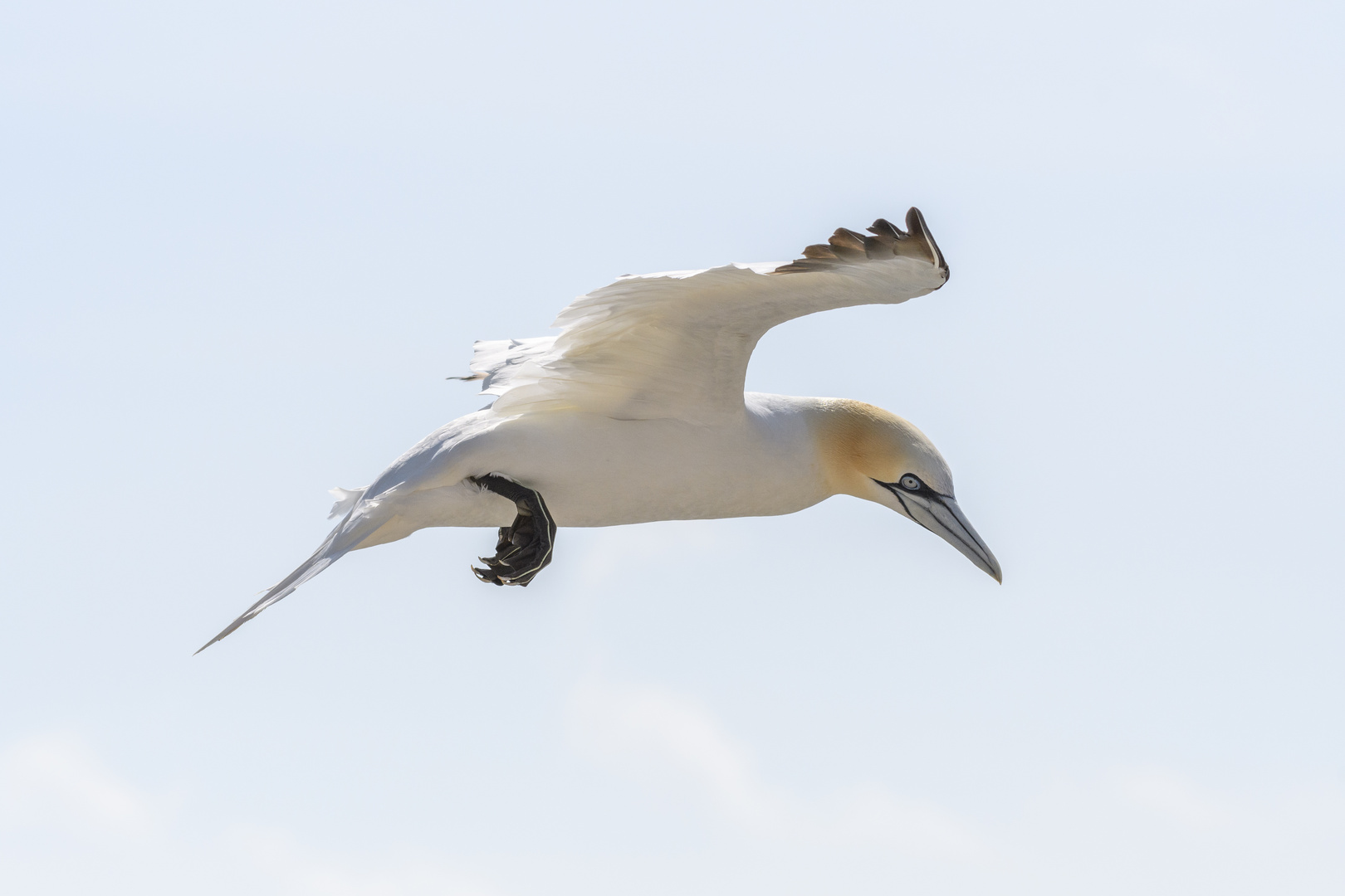 Basstölpel Segelflug - 2