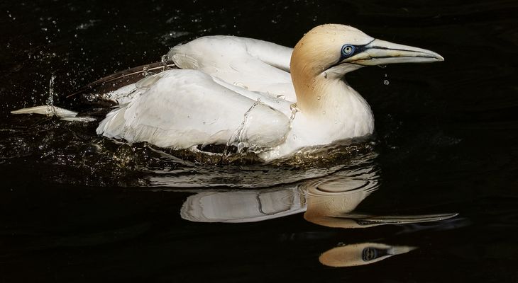 Basstölpel Spiegelbild 001