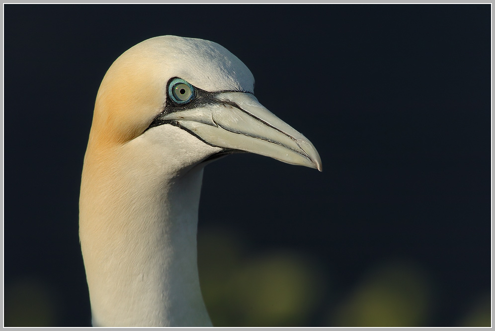 Baßtölpel (Sula bassana), Helgoland Lummenfelsen