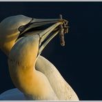 Baßtölpel (Sula bassana), Helgoland Lummenfelsen