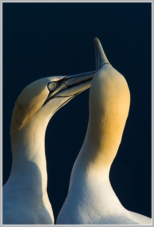 Baßtölpel (Sula bassana), Helgoland Lummenfelsen