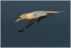 Baßtölpel (Sula bassana), Helgoland Lummenfelsen