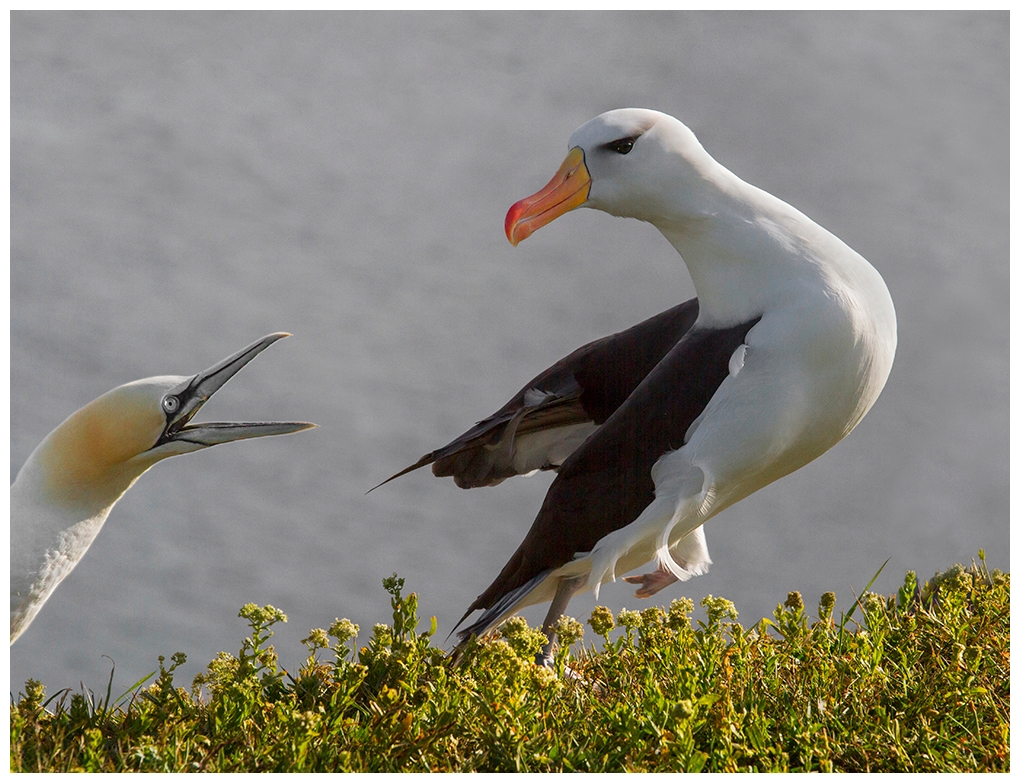 Basstölpel und Albatros. 