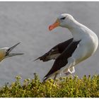 Basstölpel und Albatros. 