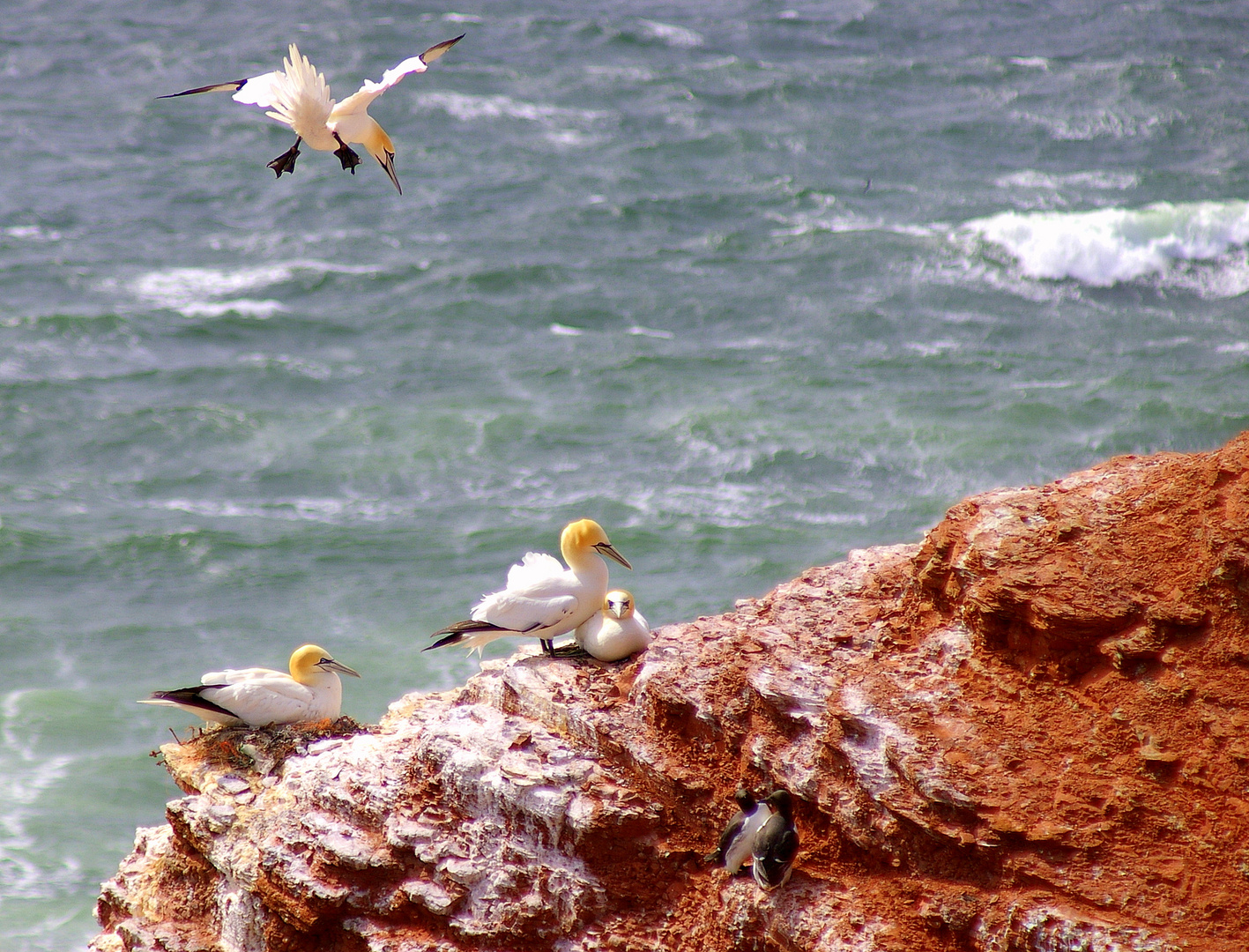 Baßtölpel und Lummen auf Helgoland