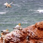 Baßtölpel und Lummen auf Helgoland