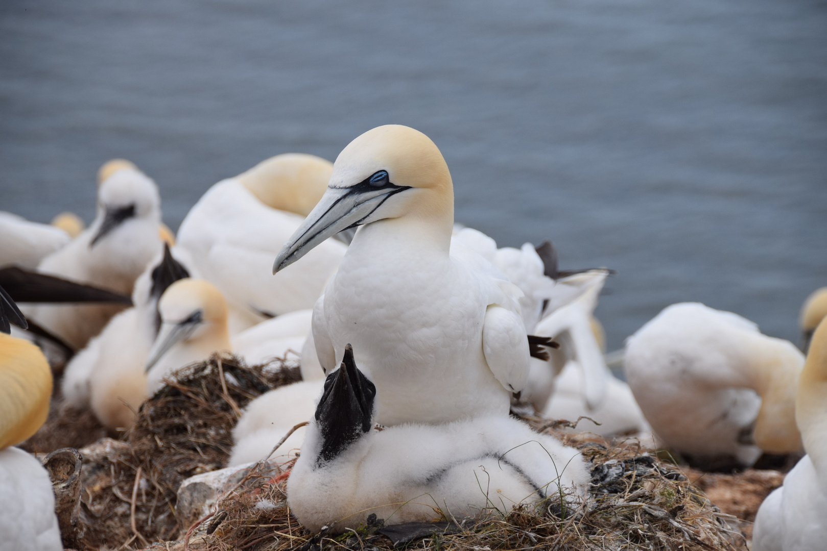 Basstölpel von Helgoland