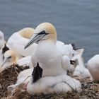 Basstölpel von Helgoland