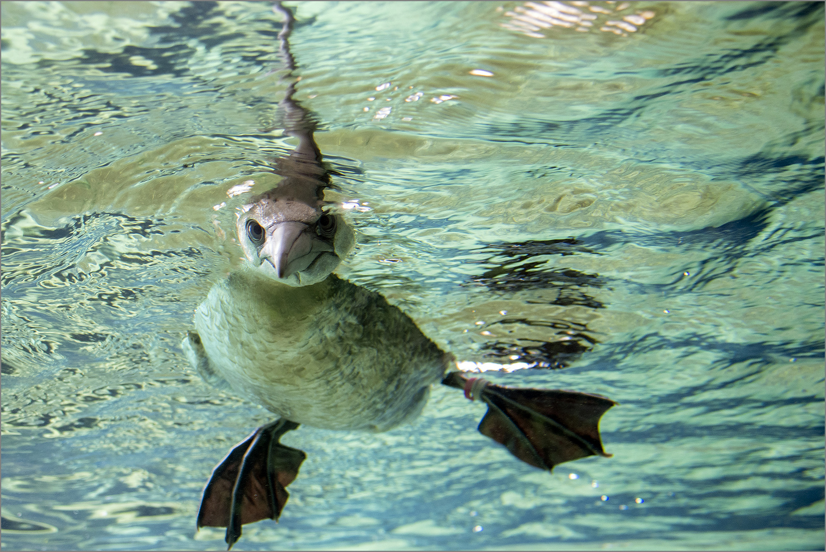 Basstölpel von unten