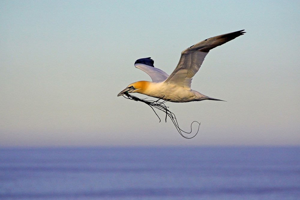 Basstölpel vor den Shetlands