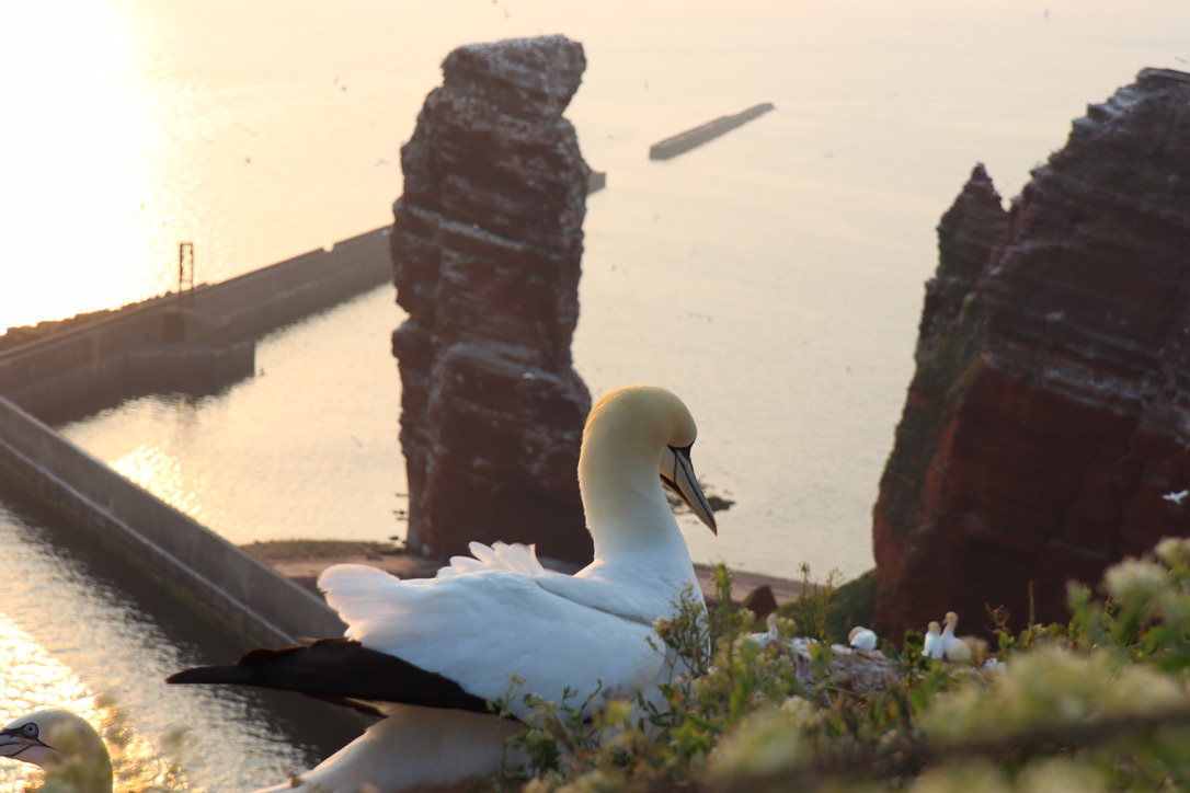 Basstölpel vor der langen Anna Helgoland