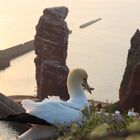 Basstölpel vor der langen Anna Helgoland