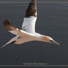 Basstölpel vor Helgoland 1