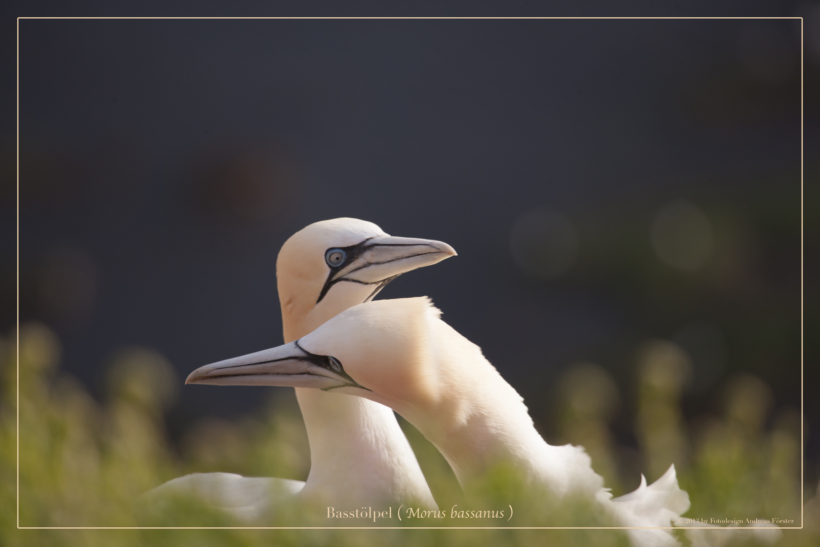 Basstölpel vor Helgoland 11