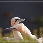 Basstölpel vor Helgoland 11