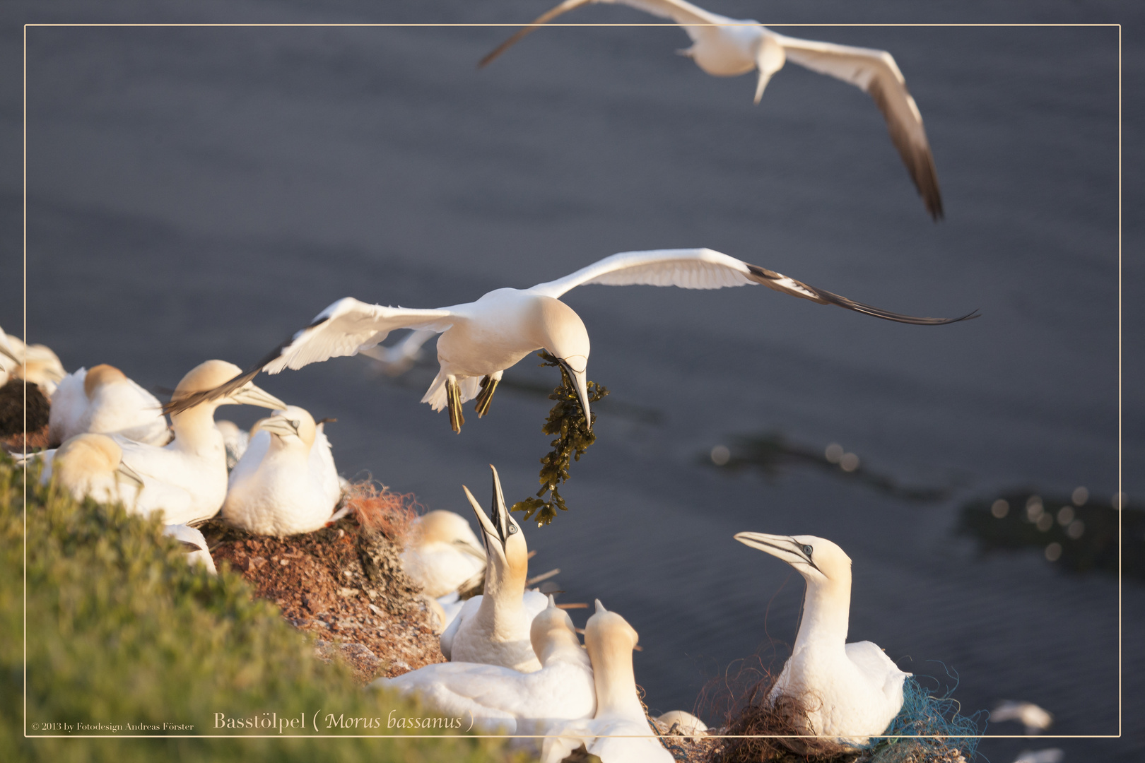 Basstölpel vor Helgoland 15