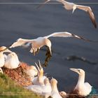 Basstölpel vor Helgoland 15