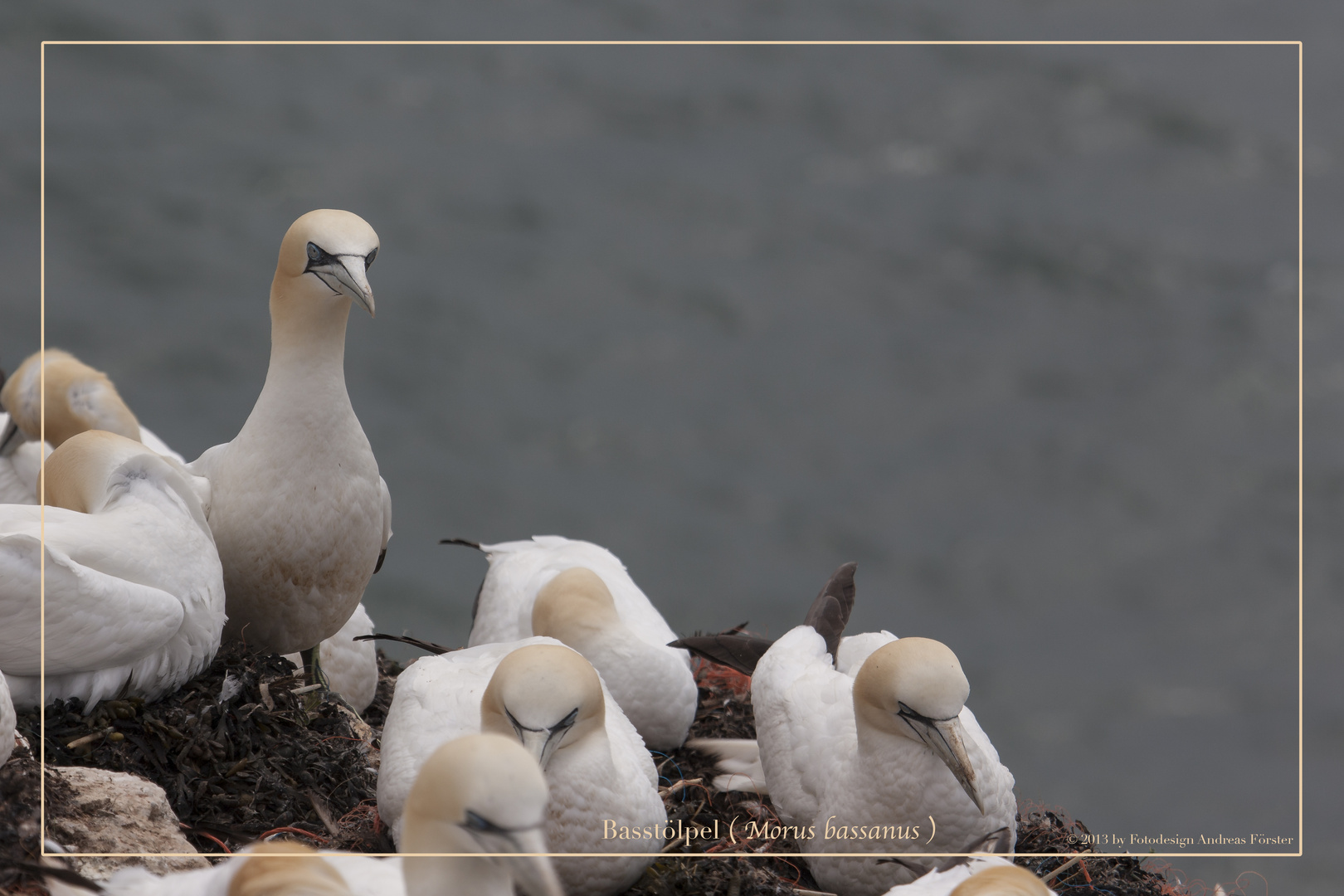 Basstölpel vor Helgoland 17