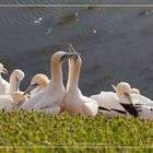 Basstölpel vor Helgoland 18