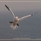 Basstölpel vor Helgoland 19