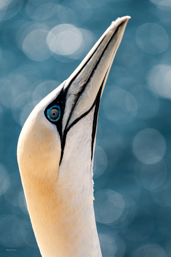 Basstölpel vor Helgoland 