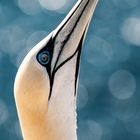 Basstölpel vor Helgoland 