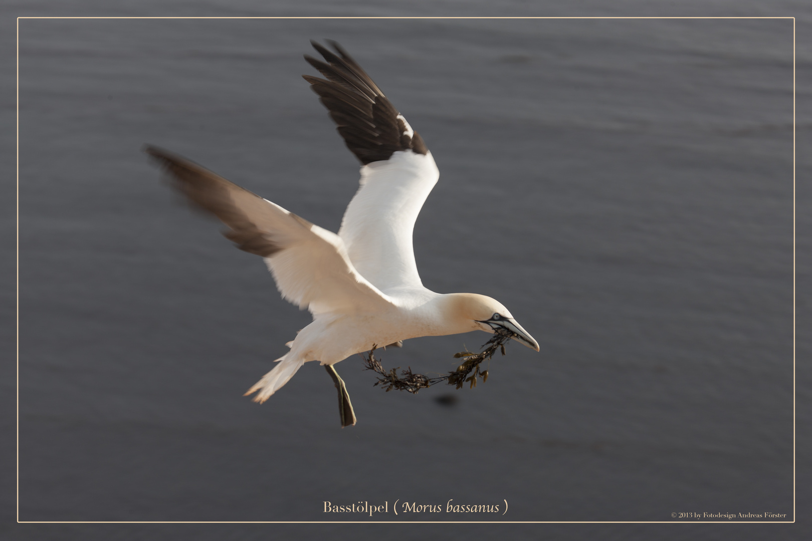 Basstölpel vor Helgoland 20