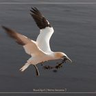 Basstölpel vor Helgoland 20