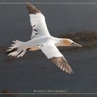 Basstölpel vor Helgoland 21