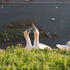 Basstölpel vor Helgoland 23