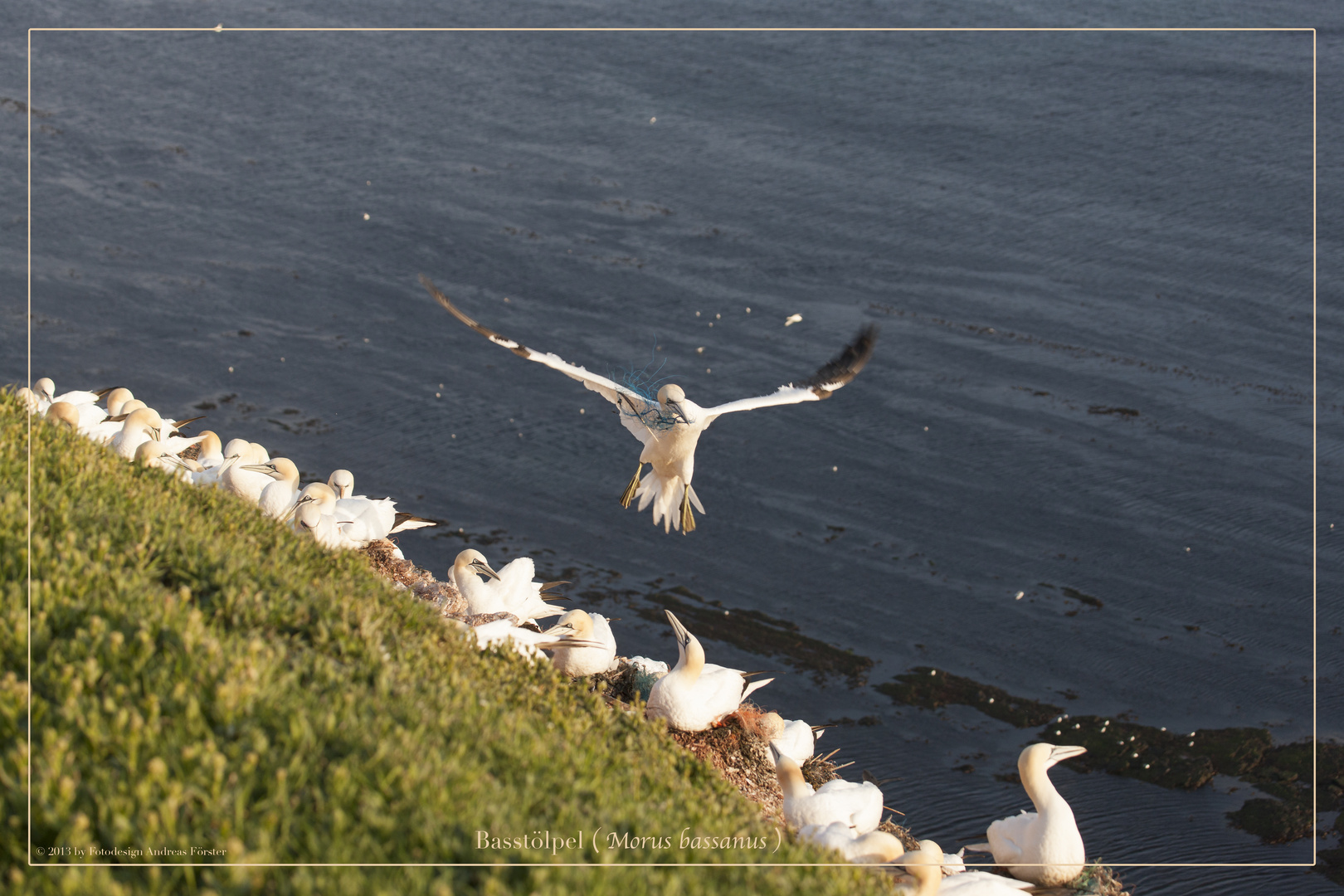 Basstölpel vor Helgoland 28