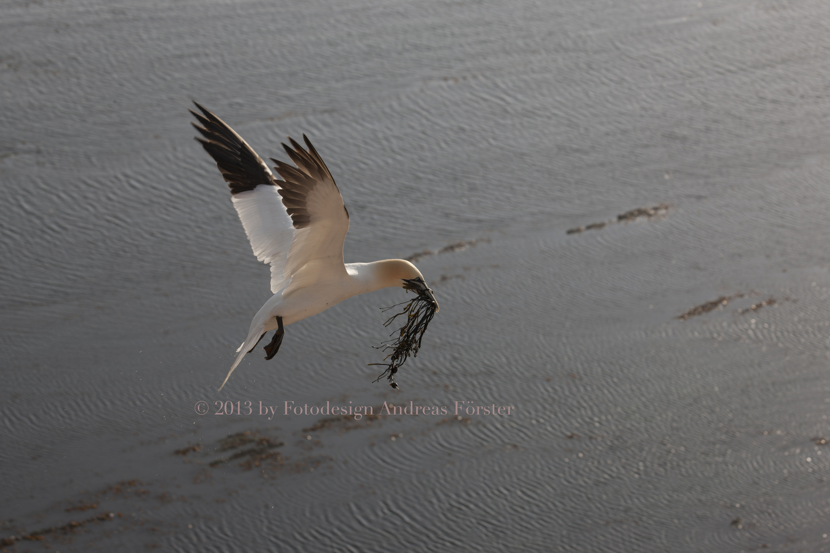 Basstölpel vor Helgoland 3