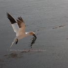 Basstölpel vor Helgoland 3