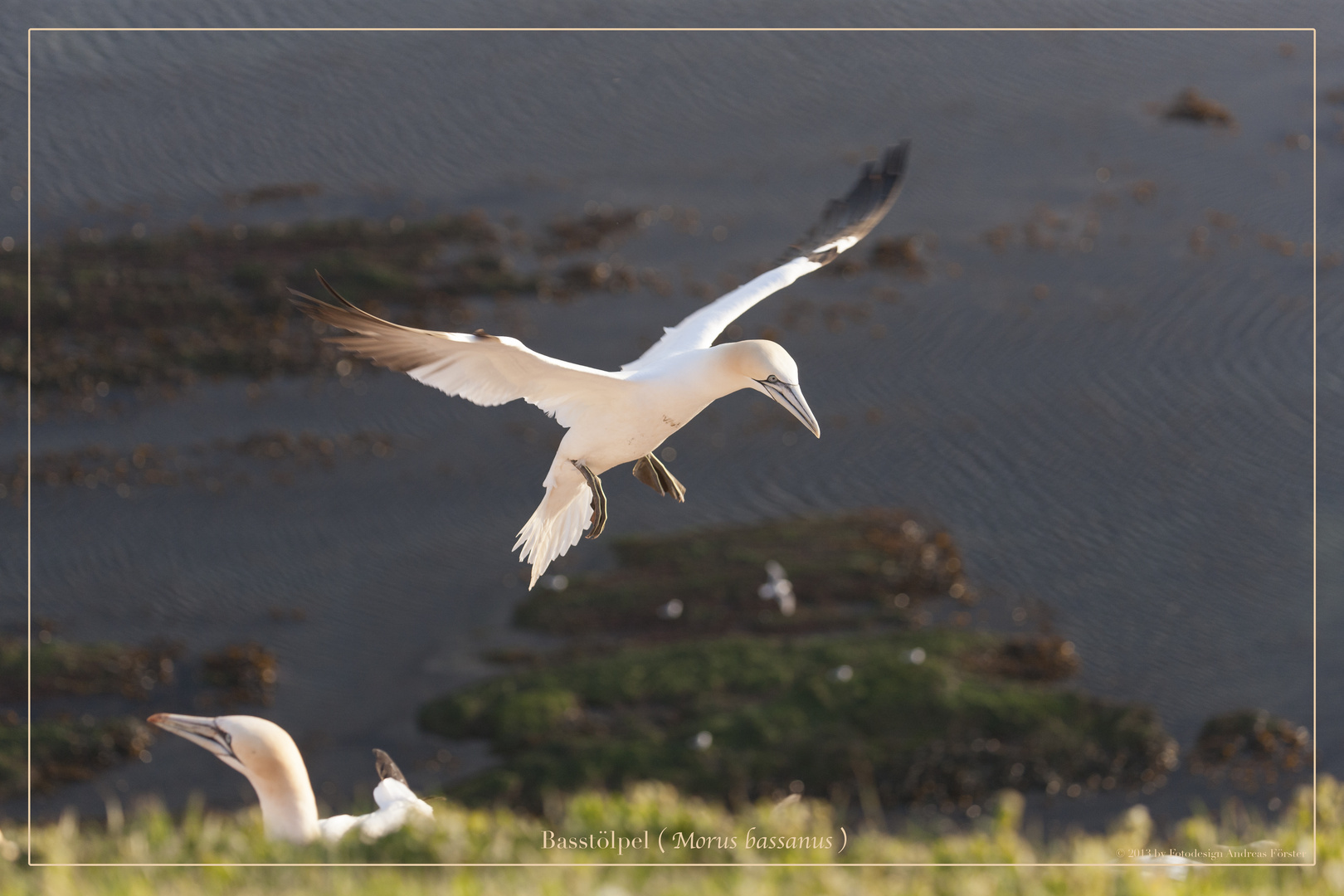 Basstölpel vor Helgoland 31