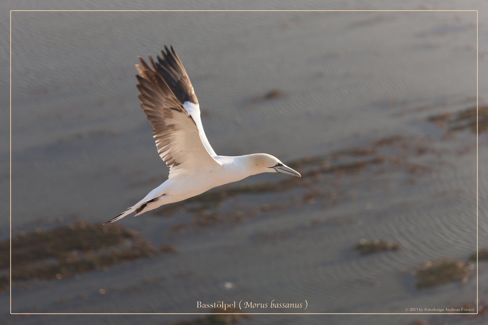 Basstölpel vor Helgoland 33