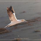 Basstölpel vor Helgoland 33