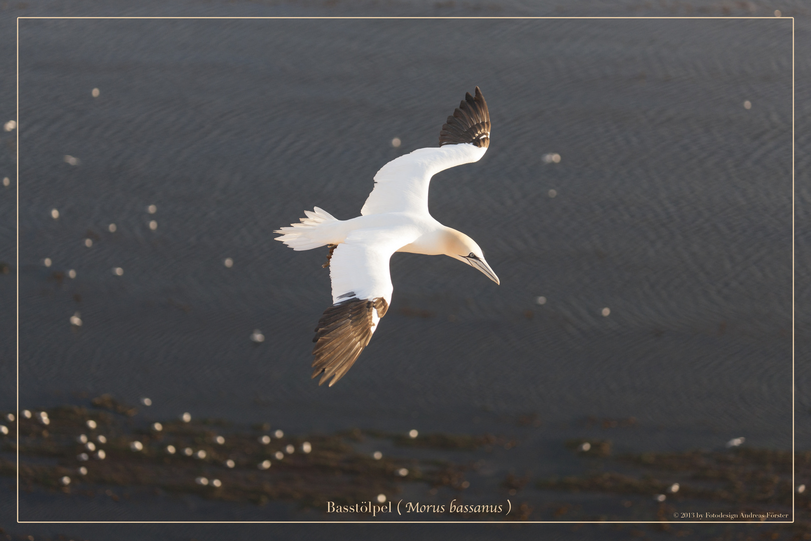 Basstölpel vor Helgoland 34