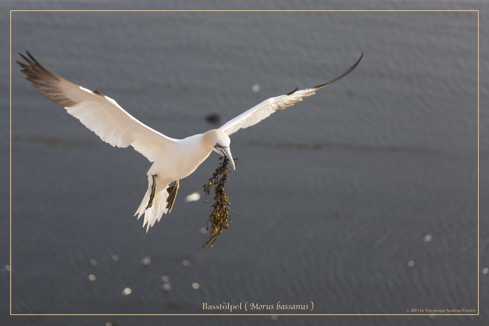 Basstölpel vor Helgoland 4