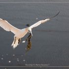 Basstölpel vor Helgoland 4