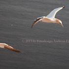 Basstölpel vor Helgoland 6