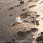 Basstölpel vor Helgoland 7