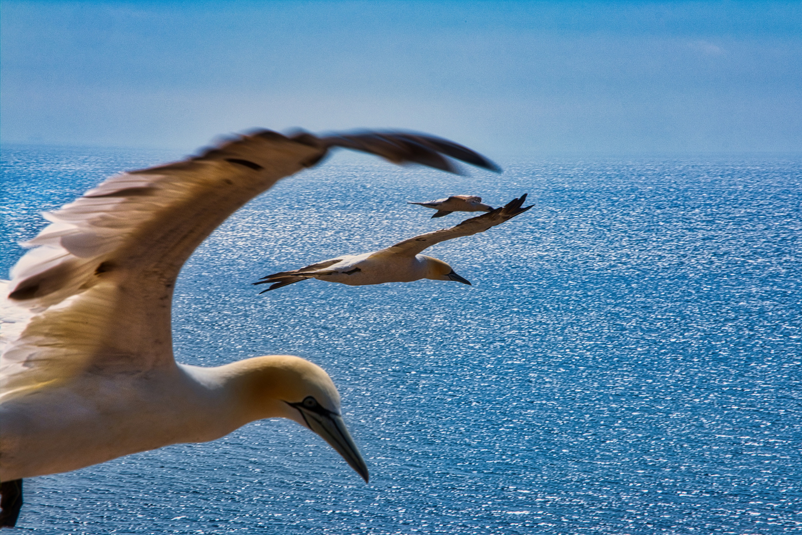 Basstölpel vor Helgoland