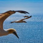 Basstölpel vor Helgoland