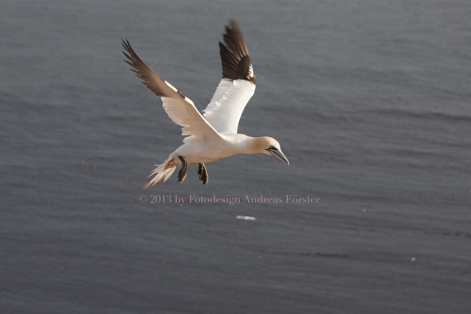 Basstölpel vor Helgoland 9