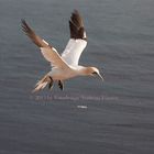 Basstölpel vor Helgoland 9