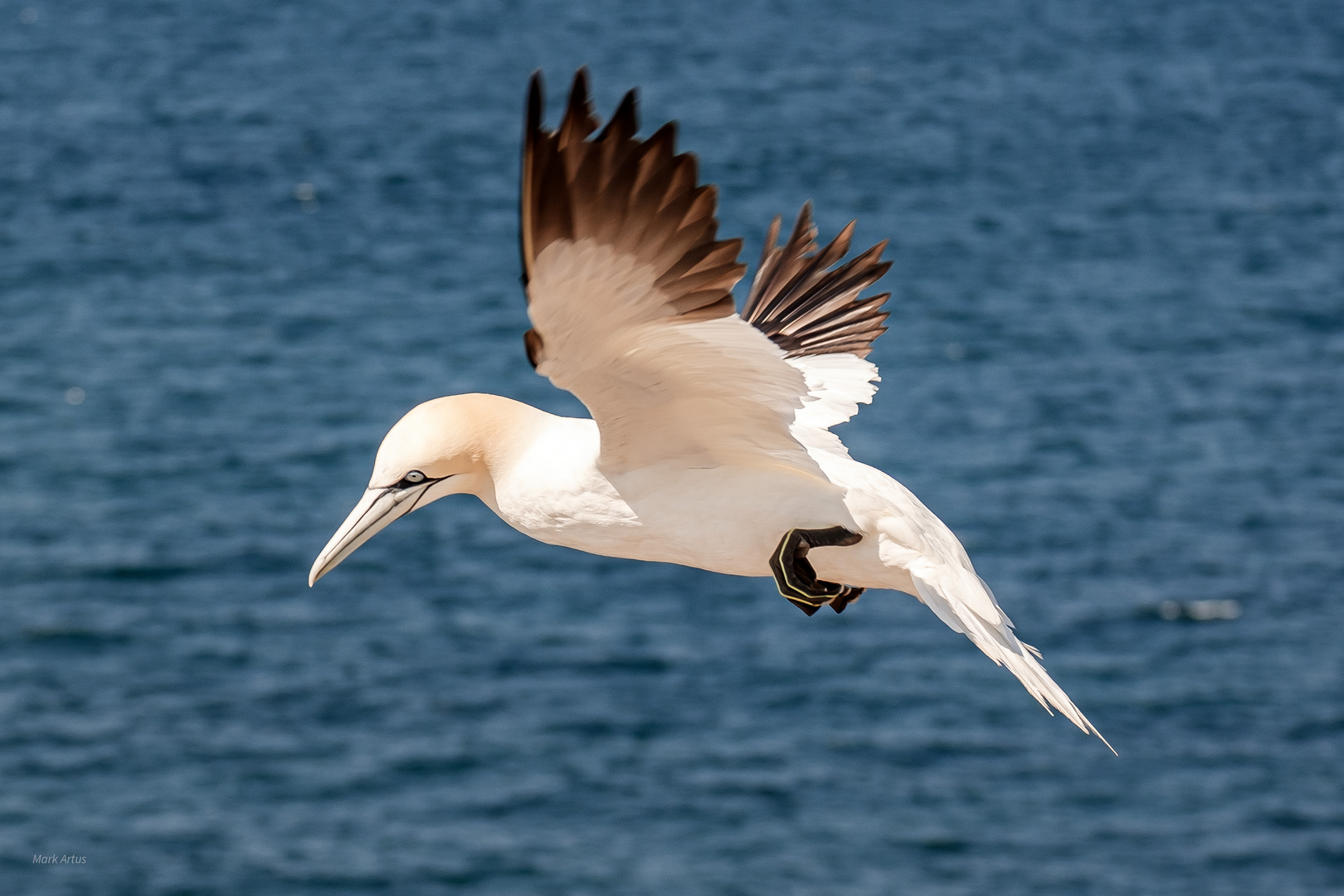 Basstölpel vor Helgoland 