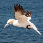 Basstölpel vor Helgoland 