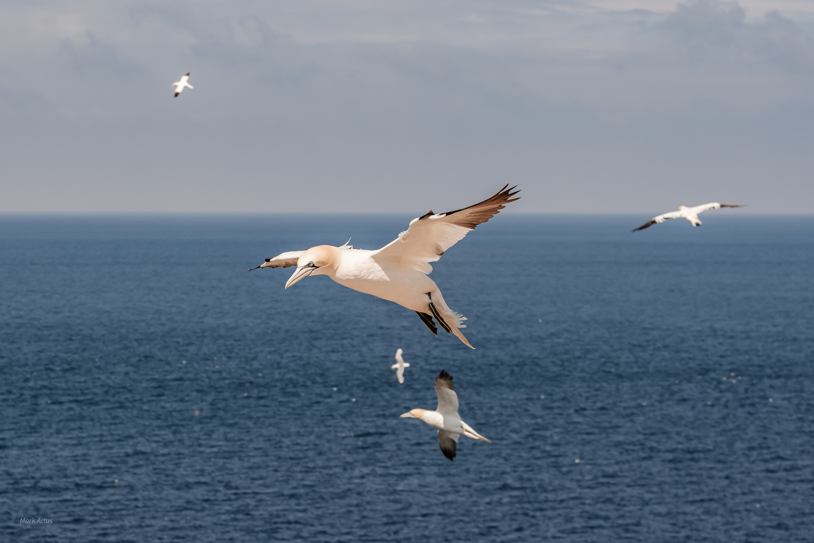 Basstölpel vor Helgoland 