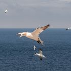 Basstölpel vor Helgoland 